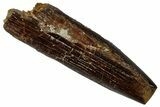 Fossil Sauropod Dinosaur (Titanosaur) Tooth - Morocco #298495-1